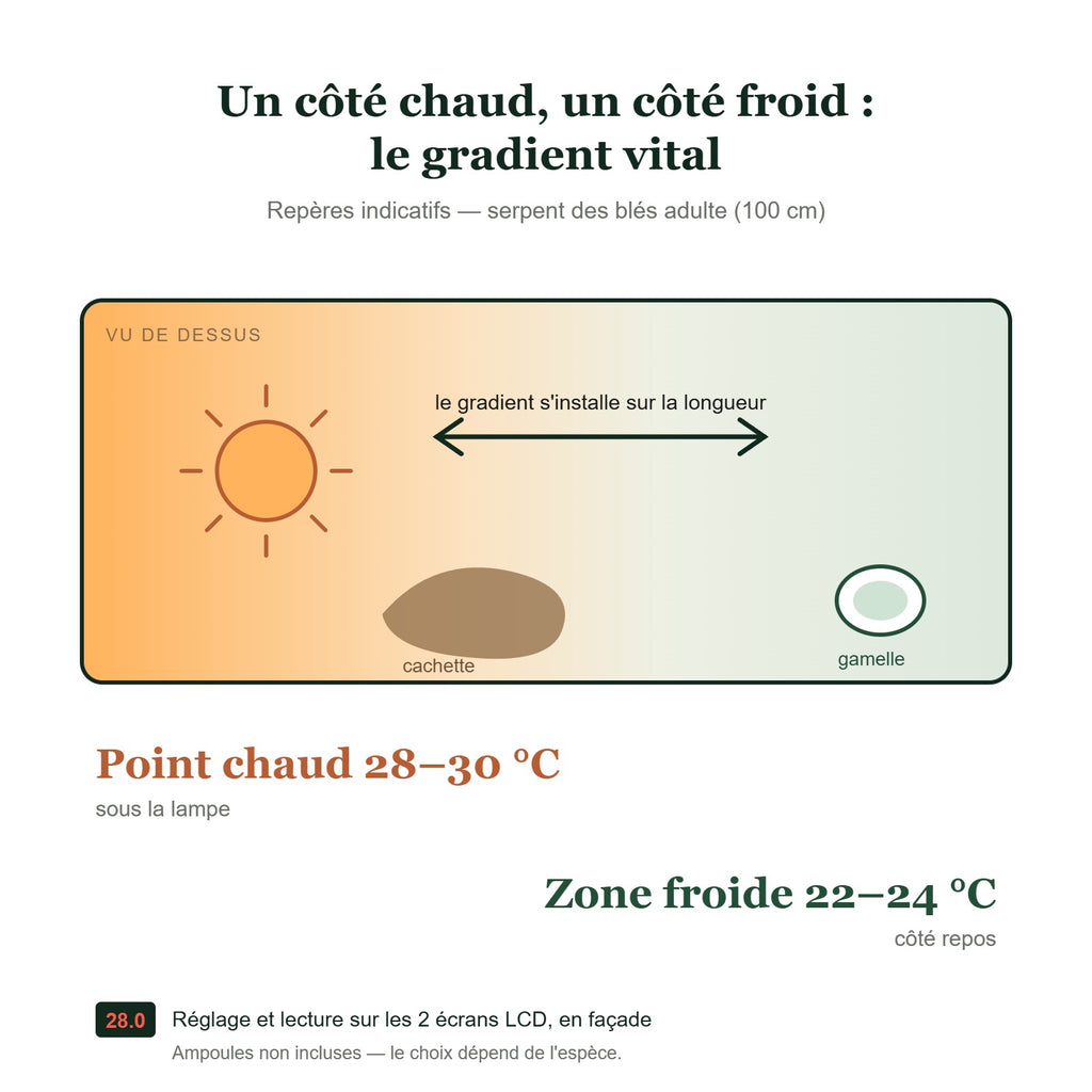 Gradient thermique du terrarium 100 cm