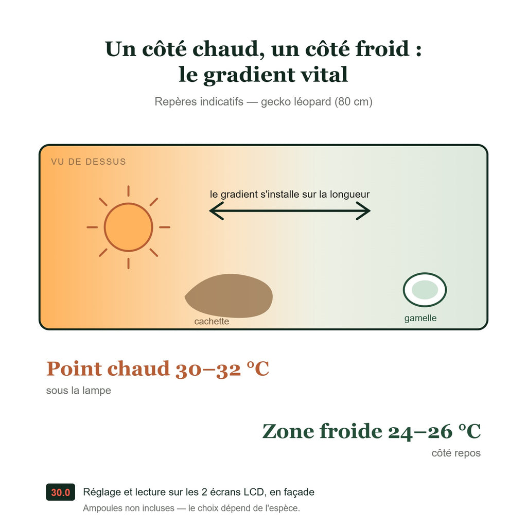 Gradient thermique du terrarium 80 cm